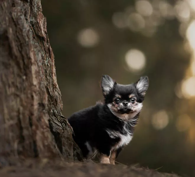 Meilleures photos mettant en valeur le charme canin neerlandais - #31 