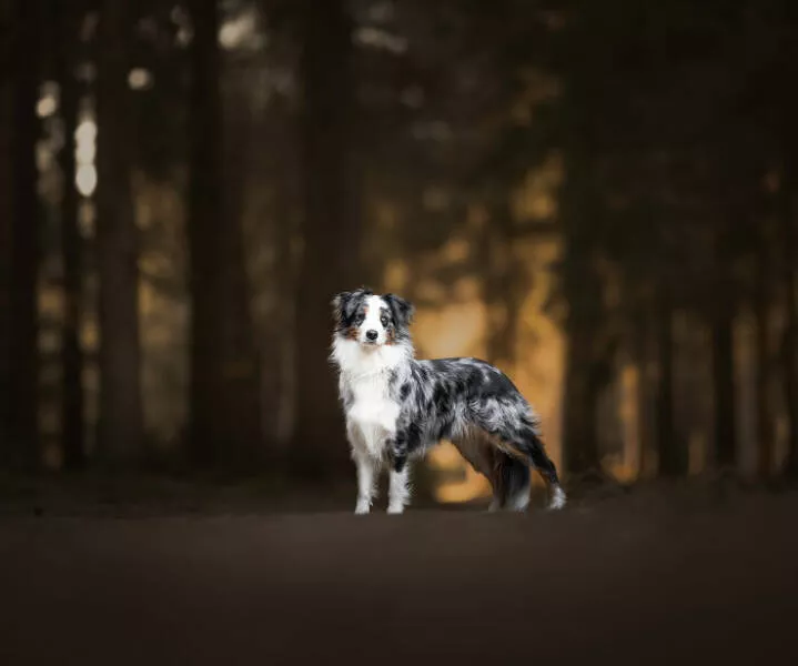 Meilleures photos mettant en valeur le charme canin neerlandais - #32 
