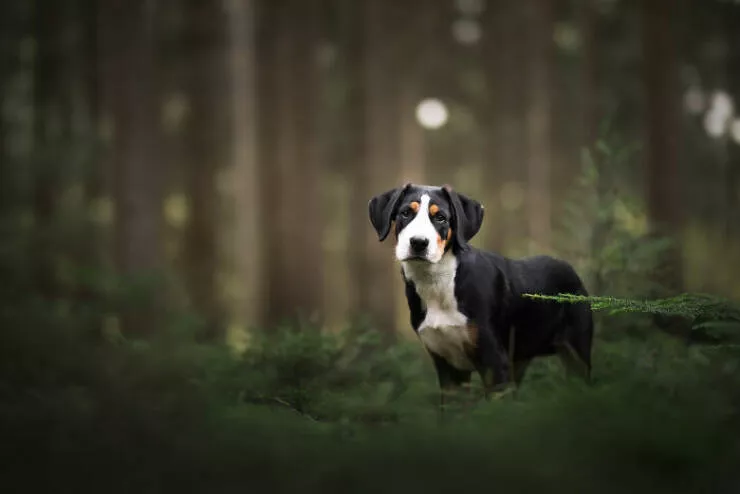 Meilleures photos mettant en valeur le charme canin neerlandais - #33 
