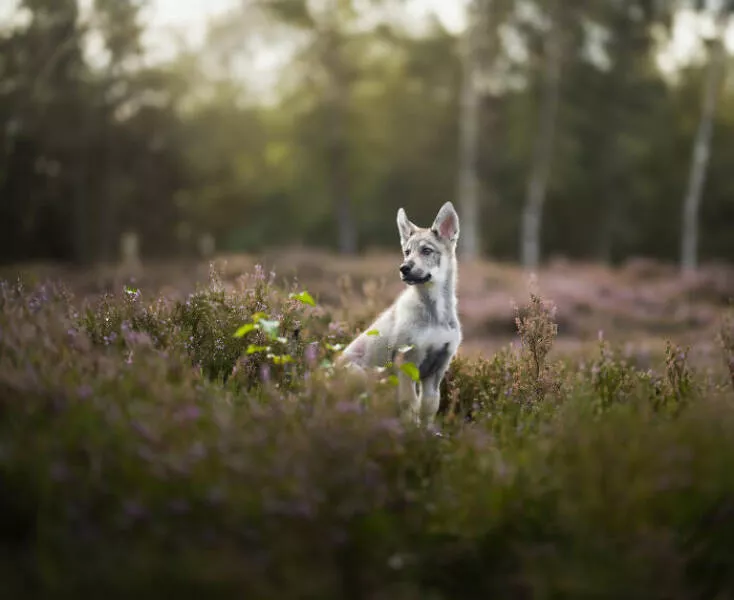 Meilleures photos mettant en valeur le charme canin neerlandais - #34 