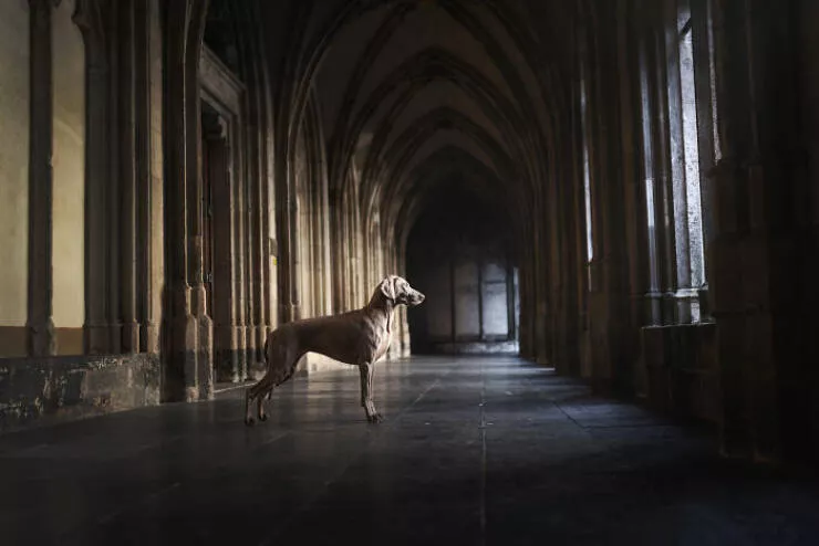 Meilleures photos mettant en valeur le charme canin neerlandais - #35 