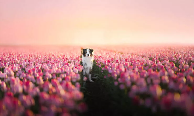 Meilleures photos mettant en valeur le charme canin neerlandais - #36 