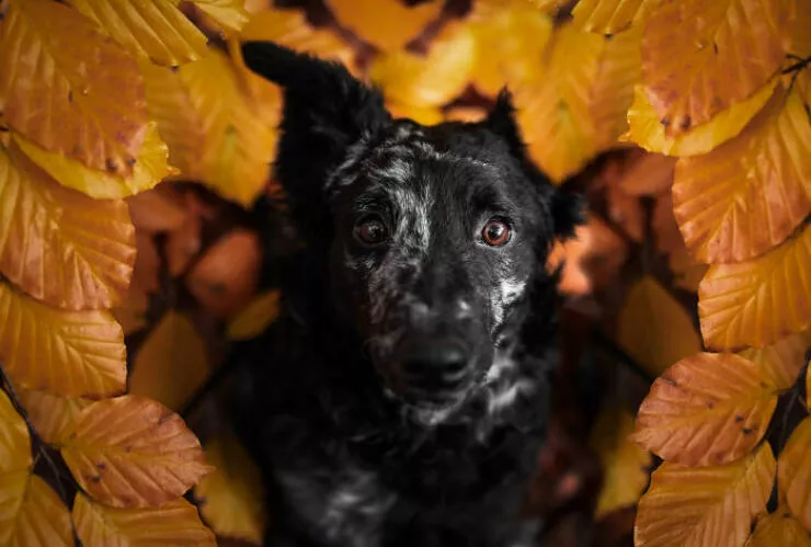 Meilleures photos mettant en valeur le charme canin neerlandais - #4 