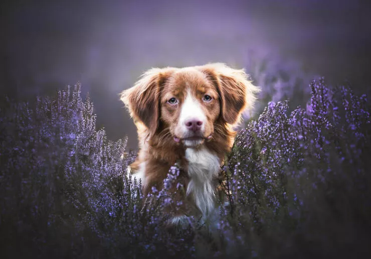 Meilleures photos mettant en valeur le charme canin neerlandais - #5 