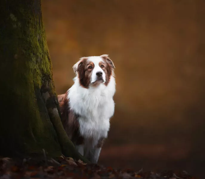 Meilleures photos mettant en valeur le charme canin neerlandais - #6 