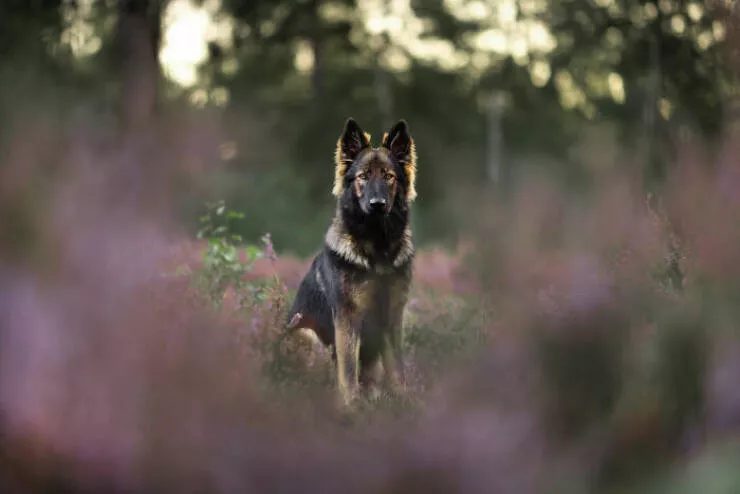 Meilleures photos mettant en valeur le charme canin neerlandais - #7 