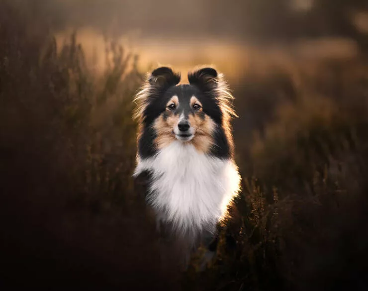 Meilleures photos mettant en valeur le charme canin neerlandais - #8 