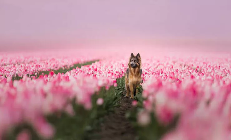 Meilleures photos mettant en valeur le charme canin neerlandais - #9 