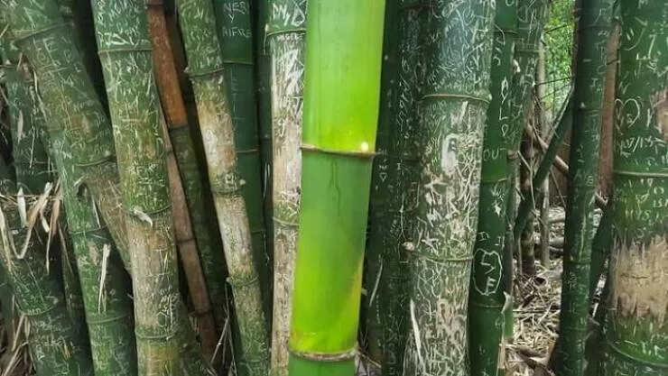 Extraordinary images showing the world from a new perspective - #17 Untouched Bamboo Forest That Grew During Pandemic Silence