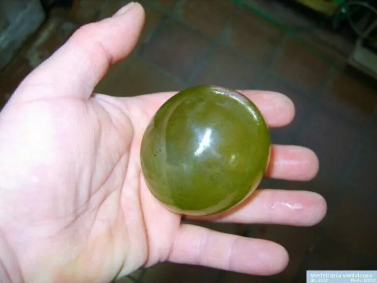 Extraordinary images showing the world from a new perspective - #29 Valonia Ventricosa – Earth’s Largest Single Cell, Alive And Green