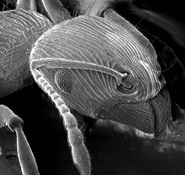 Sexy closeups of ordinary things - #12 Ant Face Seen With An Electron Microscope Looks Like Sci-Fi Monster