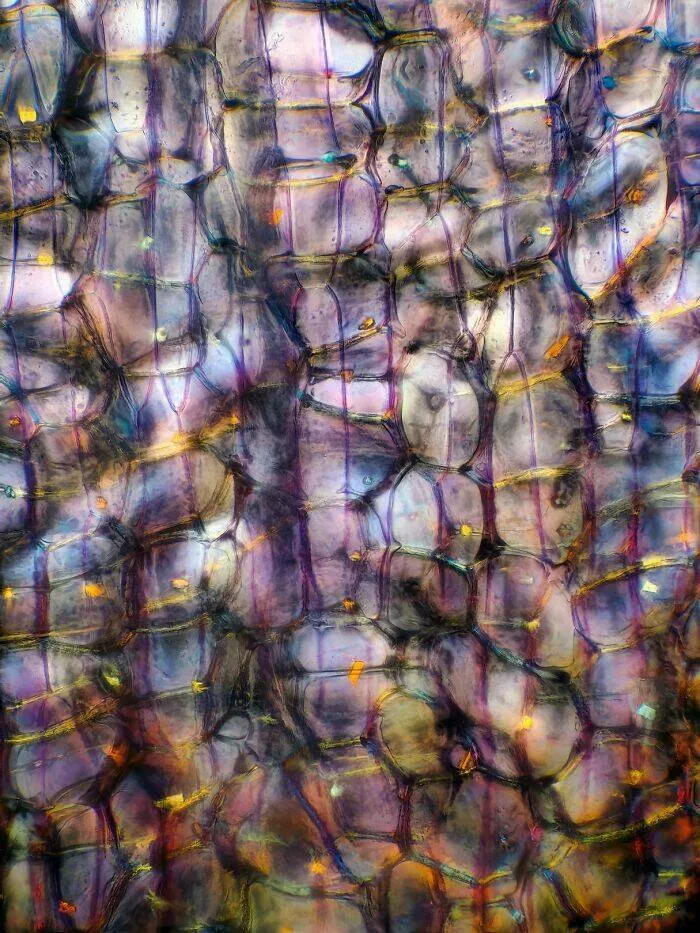 Sexy closeups of ordinary things - #18 Layers Of Onion Skin Appear Like Translucent Paper When Zoomed