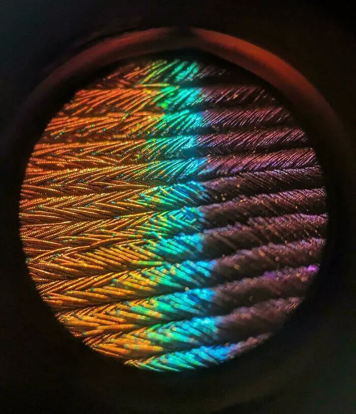 Sexy closeups of ordinary things - #2 A Feather’s Rainbow Revealed Under The Lens