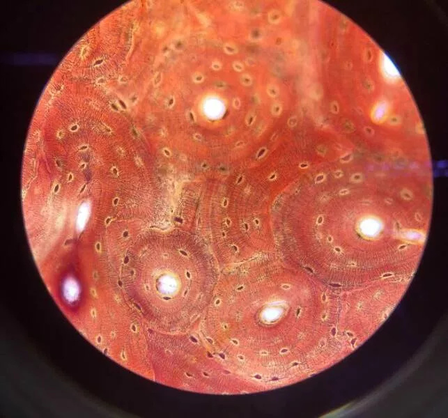 Sexy closeups of ordinary things - #24 Fly Wing Structure Looks Alien At High Magnification