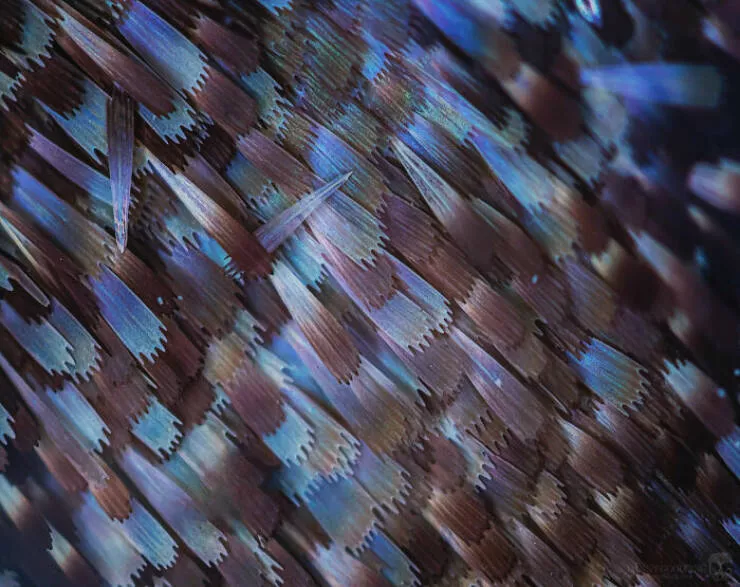 Sexy closeups of ordinary things - #3 Butterfly Wing Looks Like Mosaic Tiles When Zoomed In