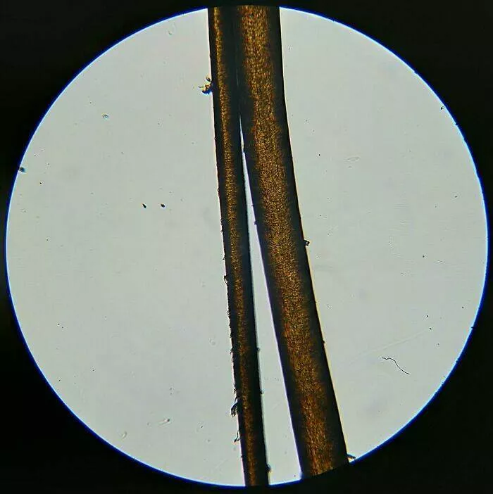 Sexy closeups of ordinary things - #30 Starfish Legs Close-Up Reveal Strange Surface Texture