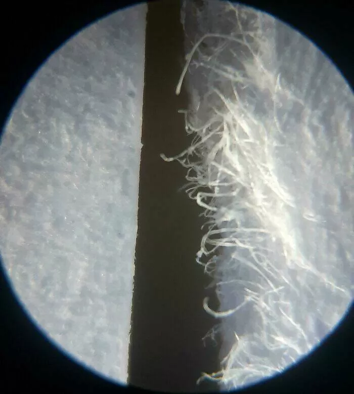 Sexy closeups of ordinary things - #32 Mouse Paw Magnified Unveils Tiny Skin Landscape