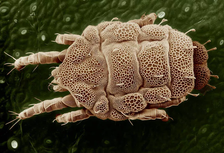 Sexy closeups of ordinary things - #35 Microplastics Detected Inside Slice Of Bread