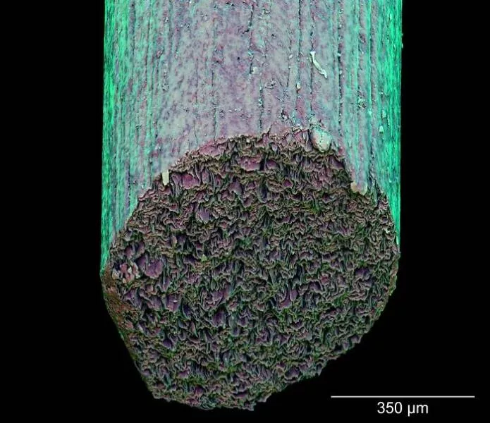 Sexy closeups of ordinary things - #37 Tiny Gnat Revealed In Stunning Close-Up