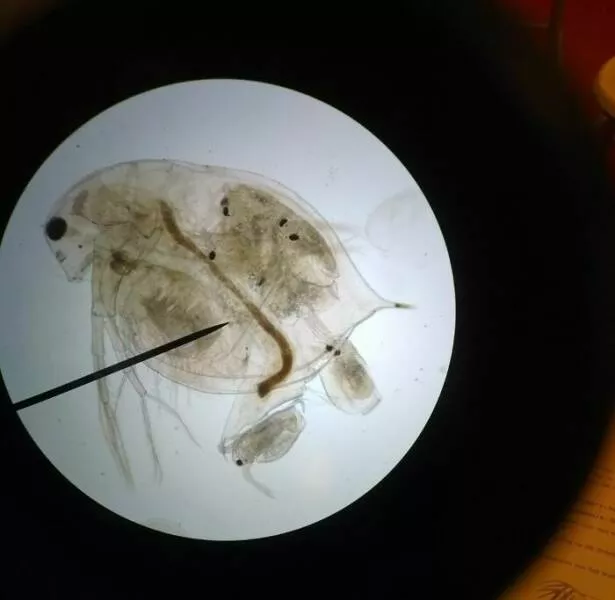 Sexy closeups of ordinary things - #4 Water Flea Giving Birth To Six Babies—Caught At The Perfect Instant