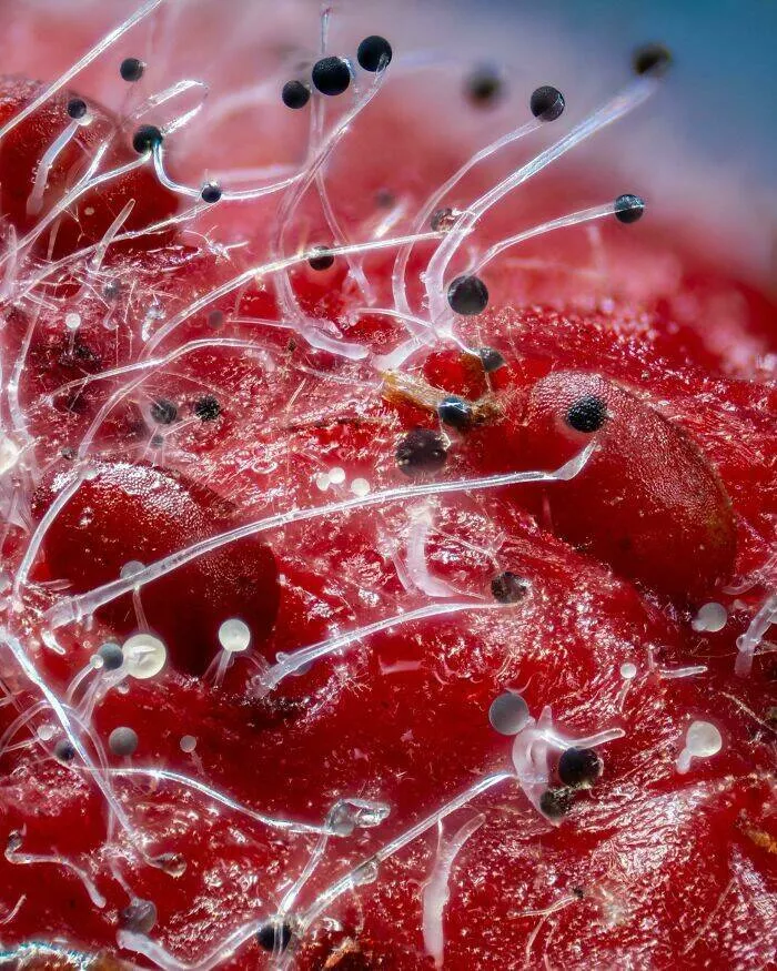 Sexy closeups of ordinary things - #6 Mold On A Strawberry Looks Like A Dreamy Alien Landscape