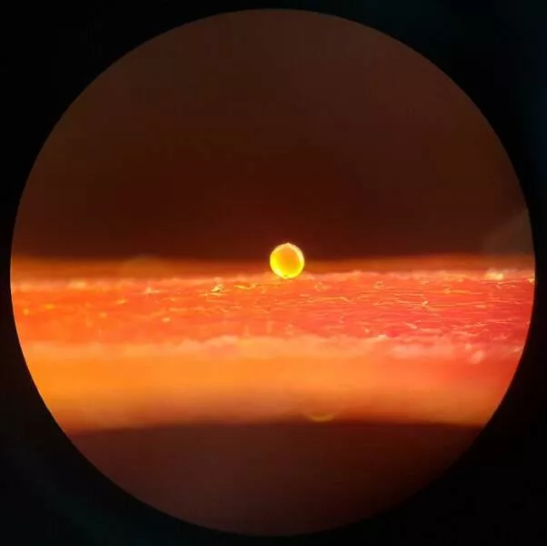 Sexy closeups of ordinary things - #9 Close-Up Of A Pollen Grain—Like A Miniature Fireball