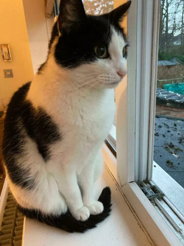 Wait that took a wild turn - #10 Cat Keeps Paws Warm Using Its Own Tail
