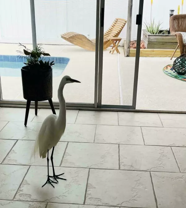 Wait that took a wild turn - #13 Unexpected Visitor Brightens The Day