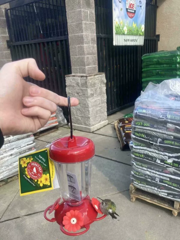 Wait that took a wild turn - #14 New Hummingbird Feeder Immediately Attracts A Guest
