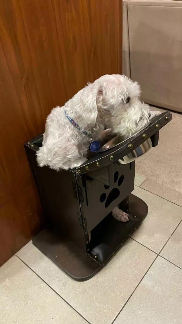 Ah bon je ne my attendais pas - #20 Ce chien doit être nourri en position verticale à cause d’une maladie