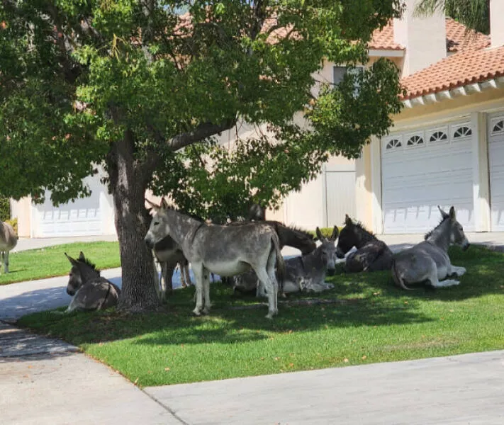 Wait that took a wild turn - #5 Group Of Donkeys Relax Daily Under Shaded Tree