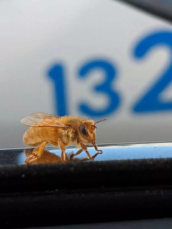 Wait that took a wild turn - #8 Golden Bee Captured In Close-Up Photo