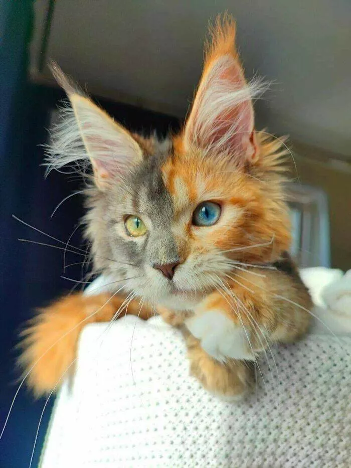 These 75 stunning photos are totally real no edits - #1 Chimera Cat With Split Face Pattern Stuns Viewers