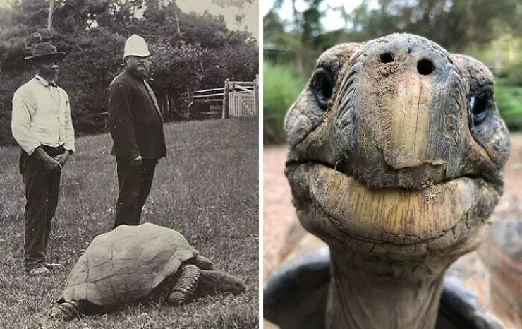 These 75 stunning photos are totally real no edits - #10 Jonathan The Tortoise: World's Oldest Land Animal Born In 1832