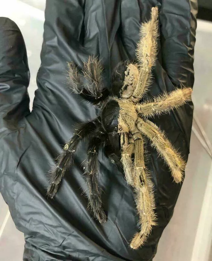 These 75 stunning photos are totally real no edits - #17 Half-Male Half-Female Tarantula With Split Color Mutation