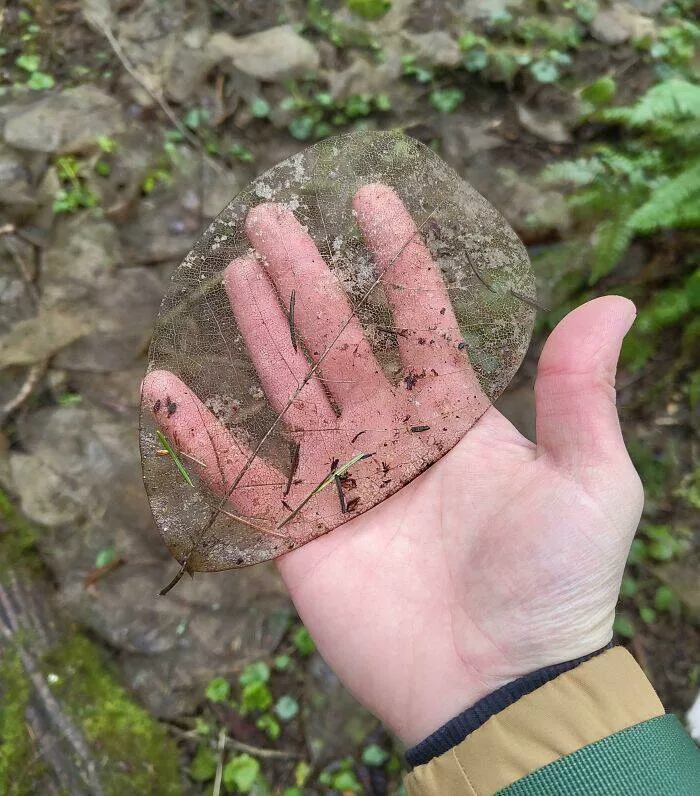 These 75 stunning photos are totally real no edits - #19 Transparent Skeleton Leaves Discovered In Local Park