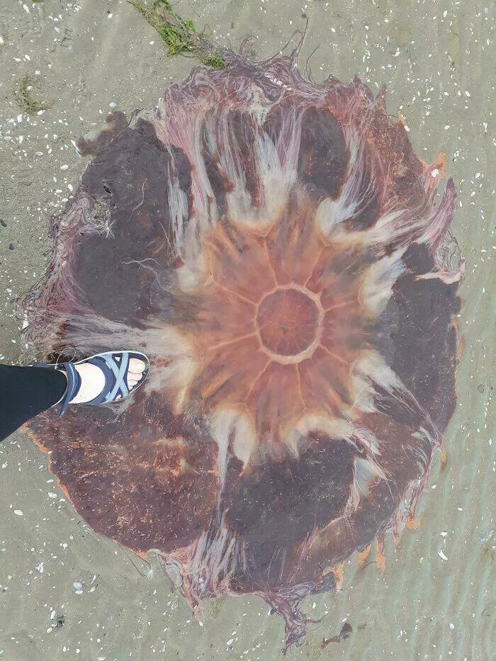 These 75 stunning photos are totally real no edits - #21 Lion’s Mane Jellyfish Spotted—Why I Avoid Local Swimming In Summer