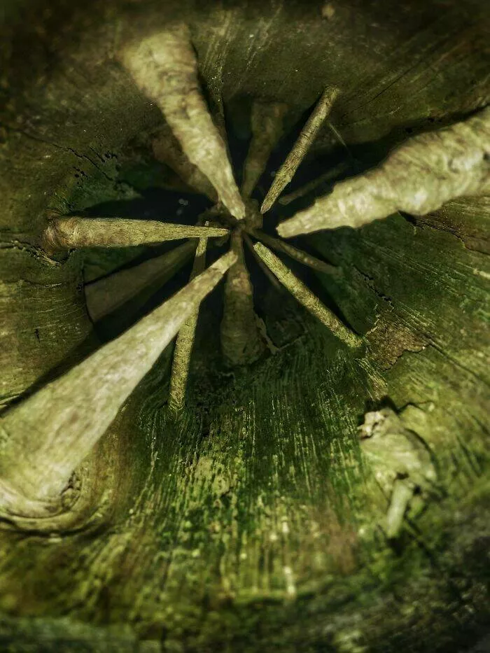 These 75 stunning photos are totally real no edits - #24 Rotten Tree Reveals Internal Twig Patterns After Insect Damage