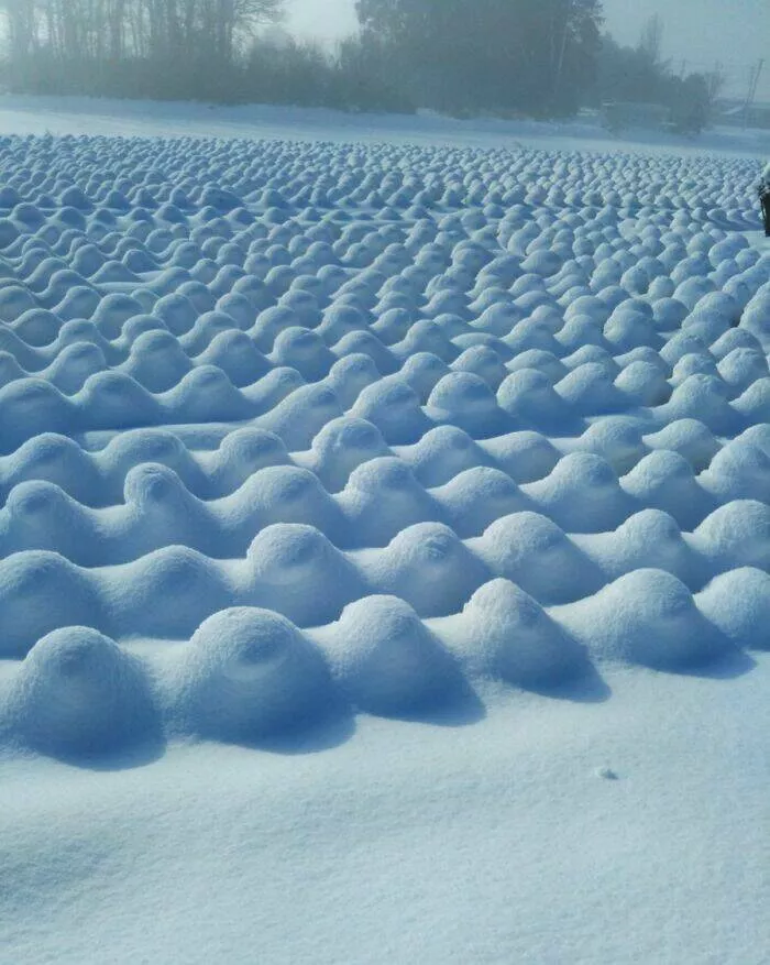 Vous nallez pas croire que ces 75 photos sont 100 reelles - #25 Champ de choux transformé par la neige fraîche