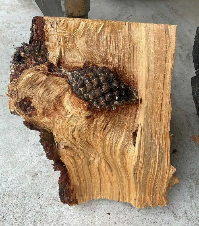 These 75 stunning photos are totally real no edits - #26 Pine Cone Found Hidden Inside Firewood Log