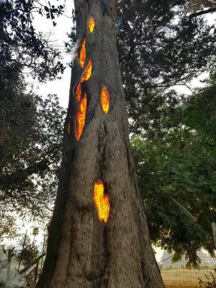 These 75 stunning photos are totally real no edits - #28 Wildfire-Damaged Tree Captured In Napa By Photographer Friend