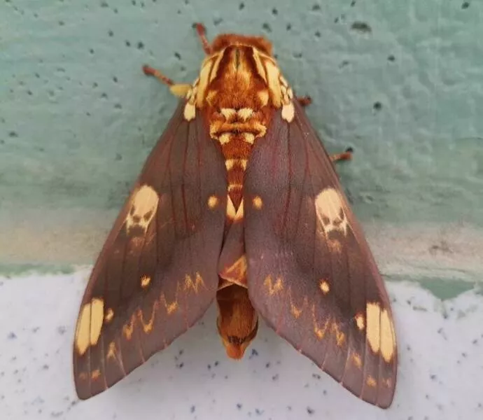 These 75 stunning photos are totally real no edits - #31 Skull Pattern Seen On Moth Wings Close-Up