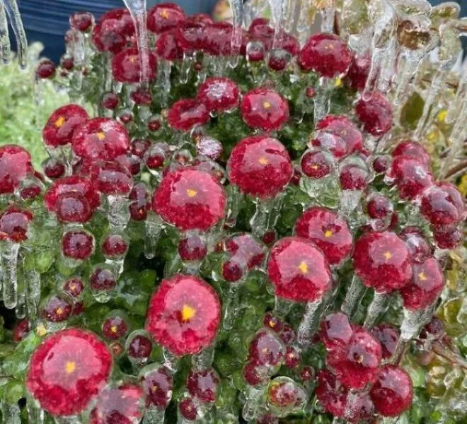 These 75 stunning photos are totally real no edits - #33 Flowers Encased In Ice After Violent Storm