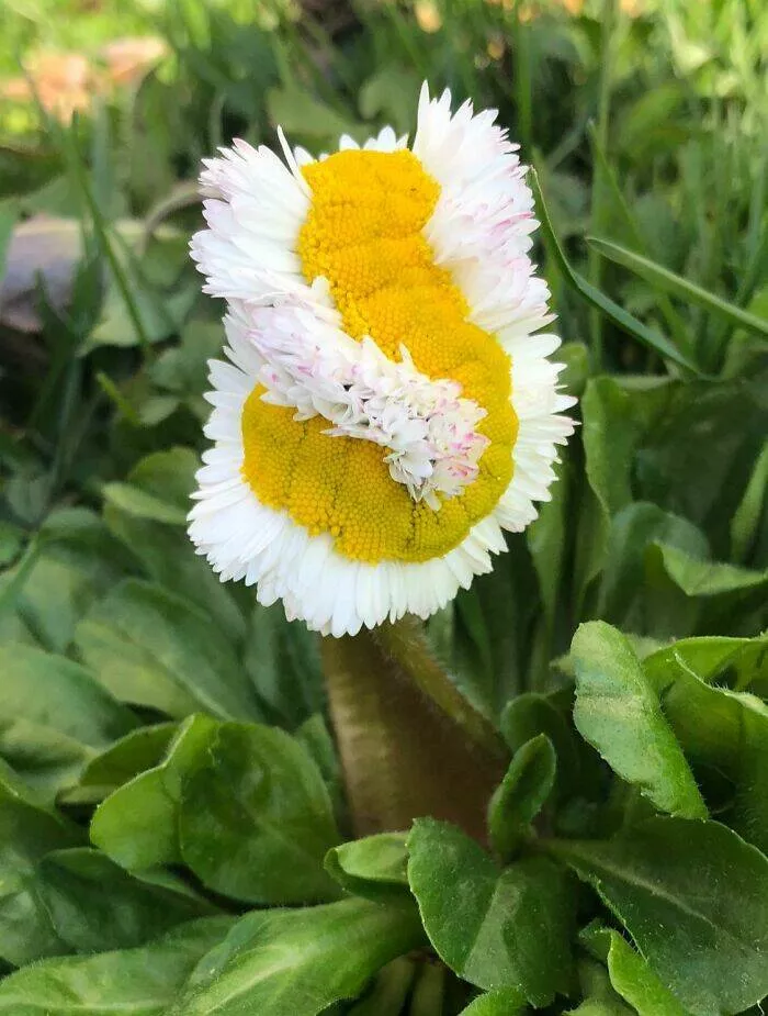These 75 stunning photos are totally real no edits - #34 Daisy Mutation Revealed In Rare Nature Shot