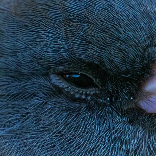 These 75 stunning photos are totally real no edits - #4 Bird Eyelashes Revealed As Tiny Feather Structures