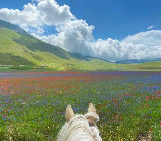 These 75 stunning photos are totally real no edits - #6 Horseback Ride Through Wildflower Fields In Pian Grande, Italy