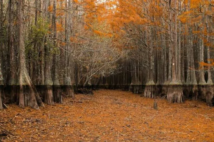 These 75 stunning photos are totally real no edits - #8 Drained Cypress Lake In Georgia: My Favorite Nature Shot Ever