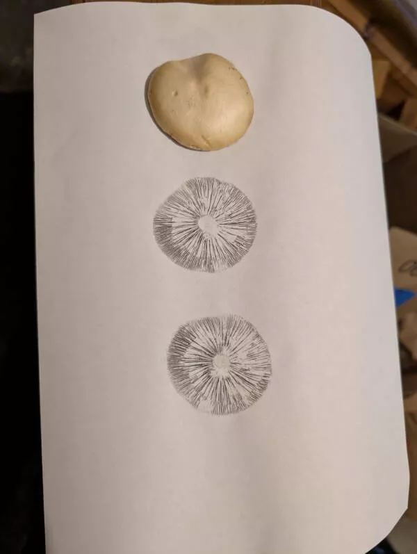 Awesome pics that get better the longer you look - #10 My Son’s Mushroom Cap Left A Perfect Spore Print
