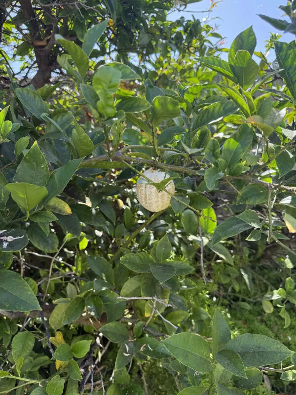 Awesome pics that get better the longer you look - #11 Mysterious Lemon Peeled Entirely Without Bite Marks