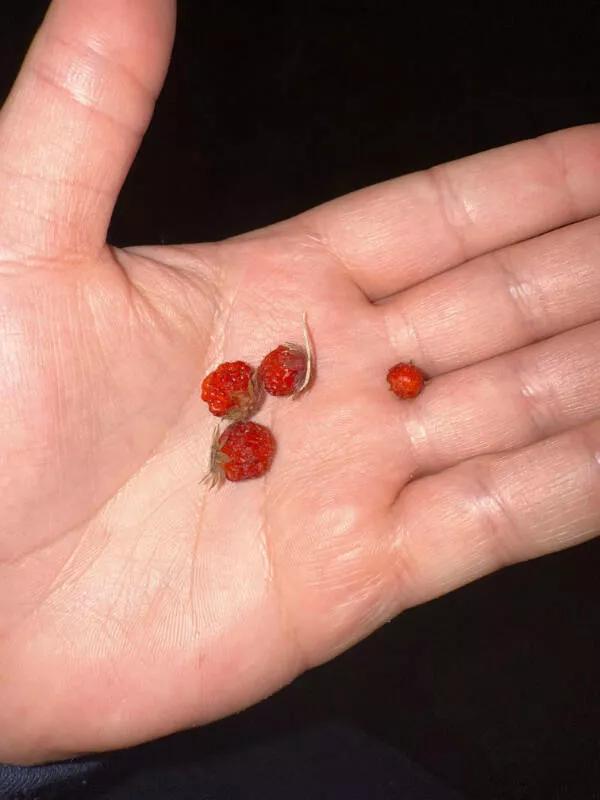 Awesome pics that get better the longer you look - #13 Tiny Wild Strawberries Discovered In Nature
